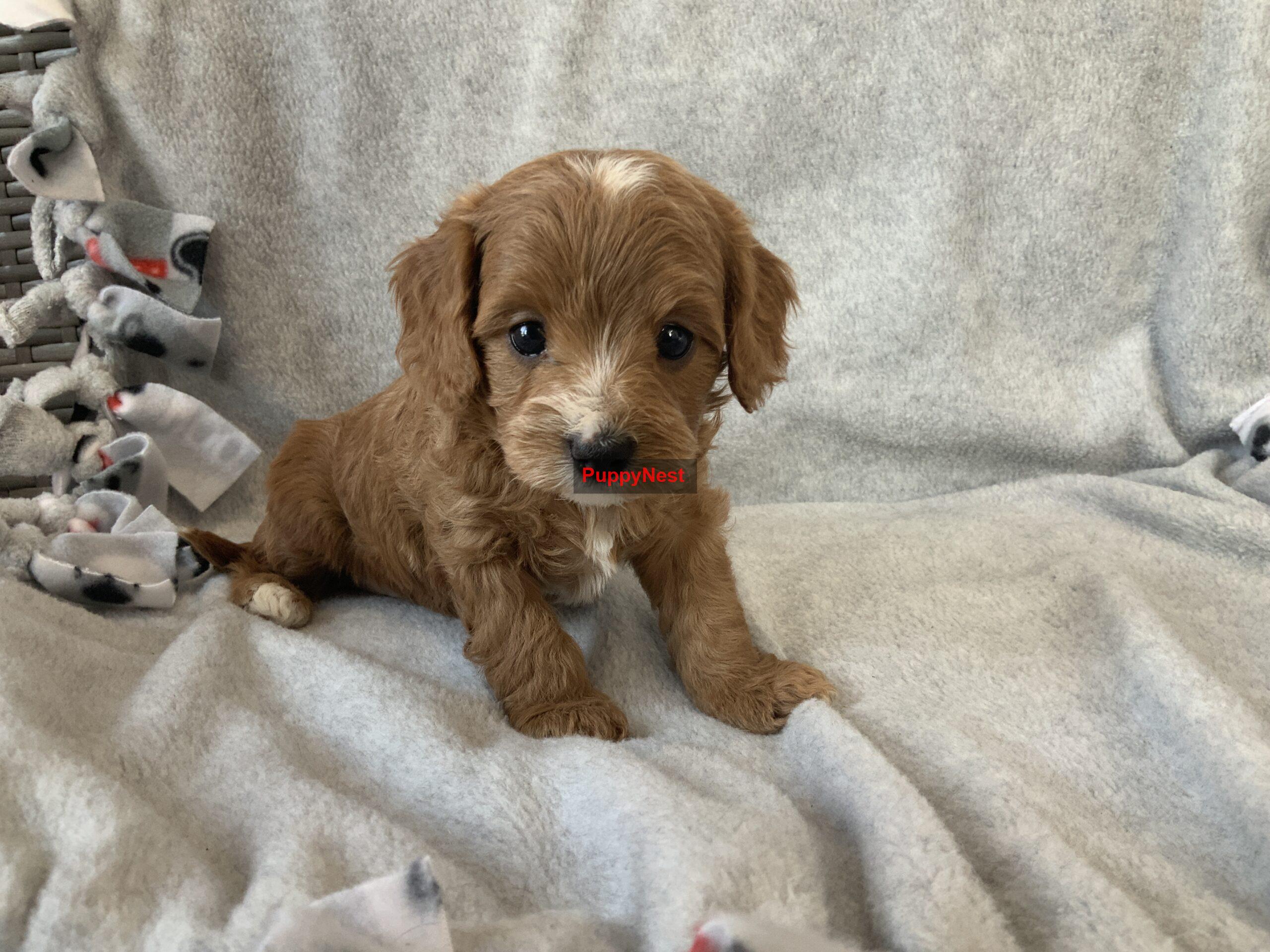 Puppy Image